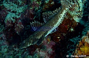 Cymbacephalus beauforti-Moga Island Bopa 3-26m-20180529-Denis-ADER-DSC_1911_tn